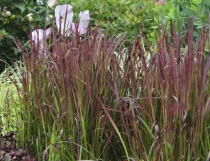 Red Baron Japanese Blood Grass | Ryeland Gardens