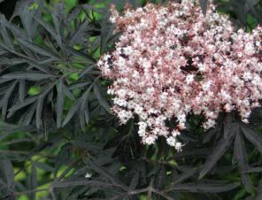 Black Lace Elderberry | Ryeland Gardens