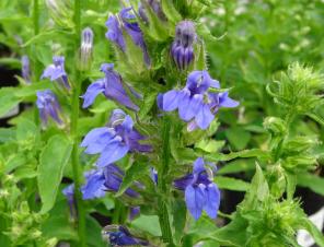 Blue Cardinal Flower | Ryeland Gardens