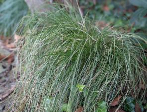 Silk Tassel Sedge Grass | Ryeland Gardens
