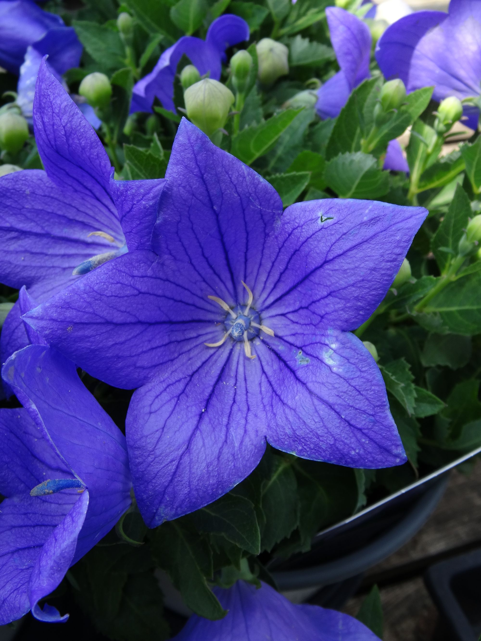 Balloon Flower, Platycodon grandiflorum 'Sentimental Blue' | Ryeland