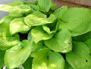 Sum & Substance Hosta | Ryeland Gardens