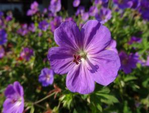 Rozanne Cranesbill | Ryeland Gardens