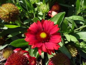 Mesa Red Blanket Flower