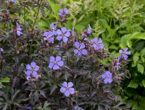 Dark Reiter Cranesbill | Ryeland Gardens