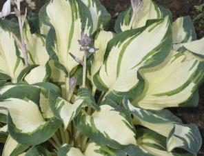 Hans Hosta | Ryeland Gardens