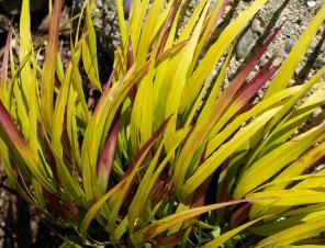 SunFlare Japanese Forest Grass | Ryeland Gardens