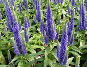 Royal Candles Speedwell | Ryeland Gardens