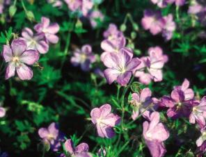 Bloody Cranesbill | Ryeland Gardens