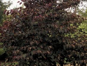 Forest Pansy Redbud | Ryeland Gardens