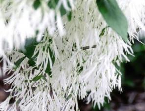 Fringe Tree | Ryeland Gardens