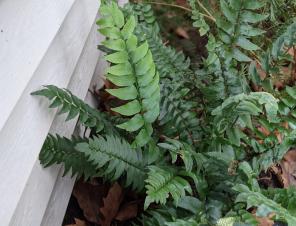 Fortune's Hardy Holly Fern | Ryeland Gardens