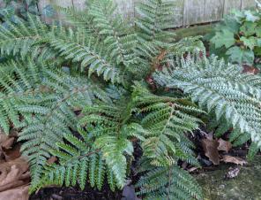 Korean Tassel Fern | Ryeland Gardens