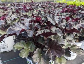 Black Pearl Heuchera | Ryeland Gardens